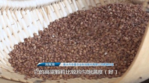 了不起的家鄉(xiāng) 產(chǎn)業(yè)扶貧紀(jì)實(shí) 火紅紅高粱 映紅致富路