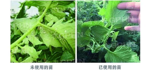高鵬防治甜瓜蚜蟲(chóng)一株一片批發(fā)價(jià)格
